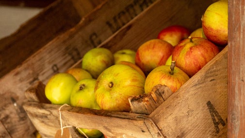 Apples grown in the walled kitchen garden